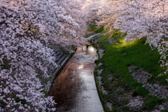 桜の下