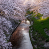 桜の下