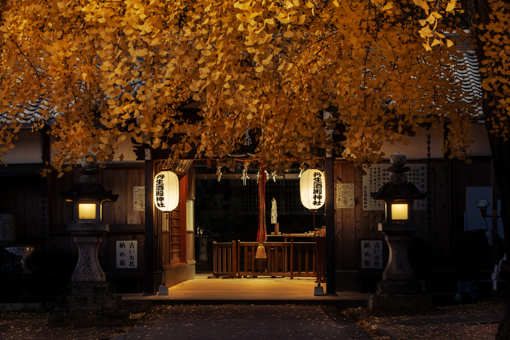 夜明けの大銀杏