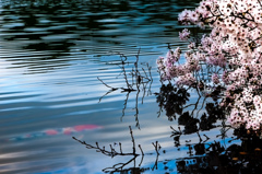 鯉桜