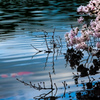 鯉桜