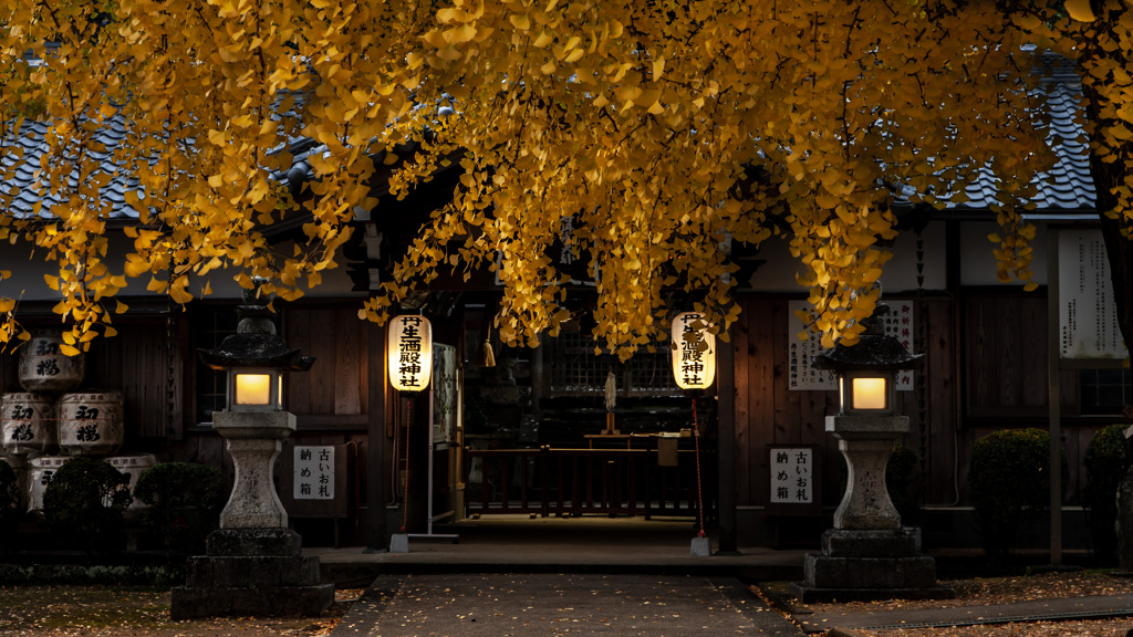 夜明けの大銀杏