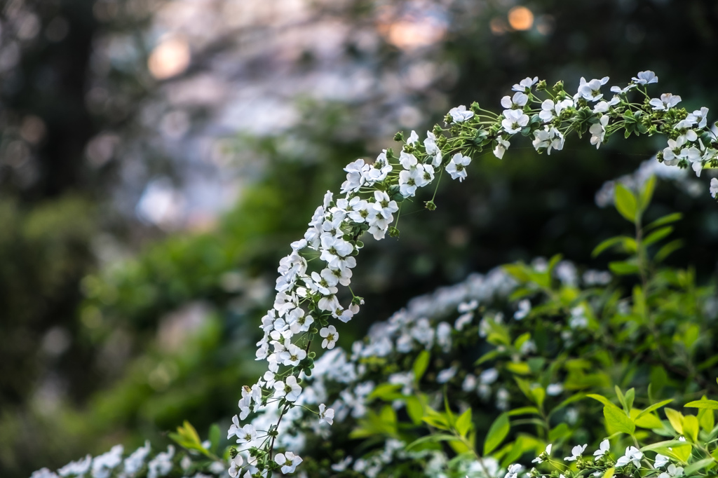 White flowers at dusk