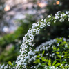 White flowers at dusk