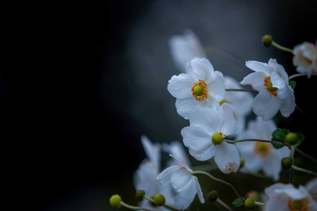 雨の秋明菊