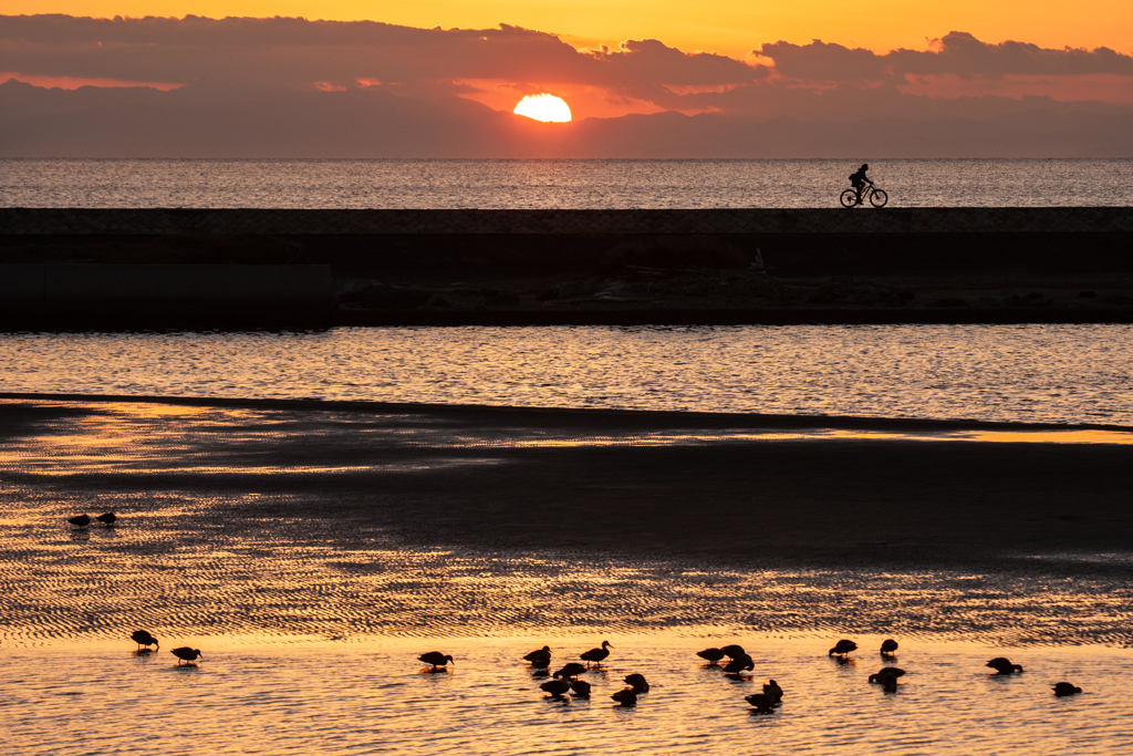 水鳥と夕日