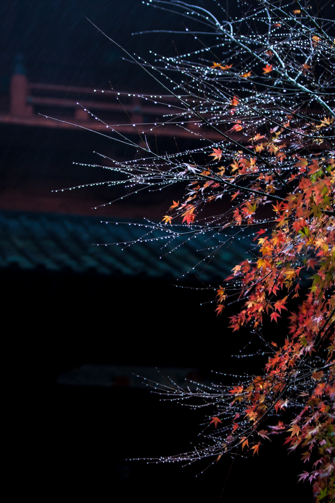 高野雨