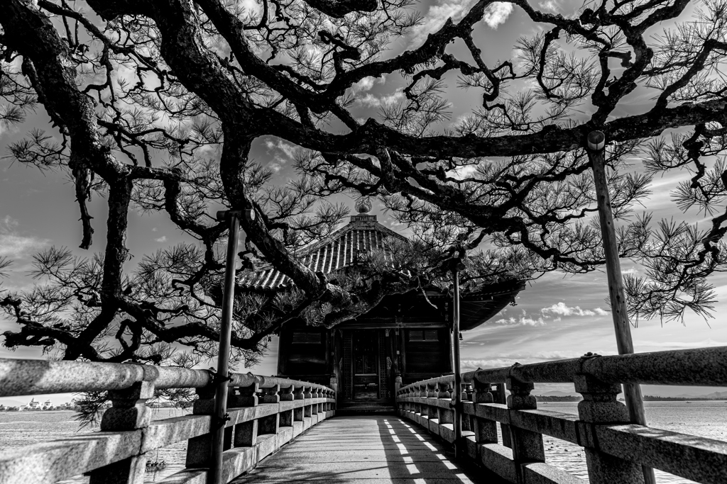 浮御堂と黒松