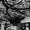 浮御堂と黒松