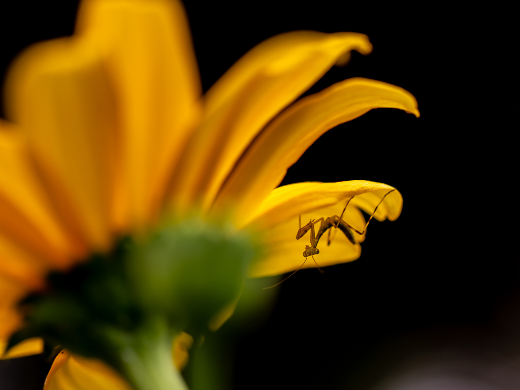 花の下