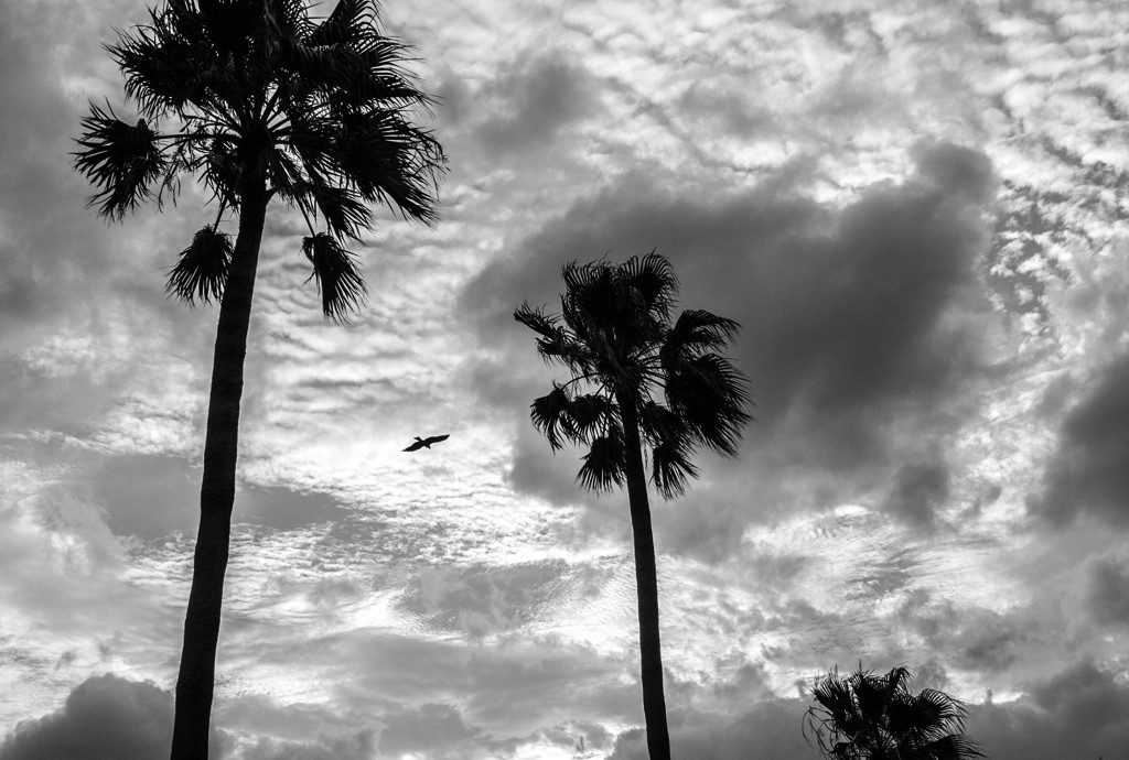 Monochrome sunset #12
