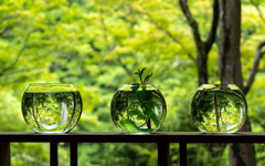 山の音