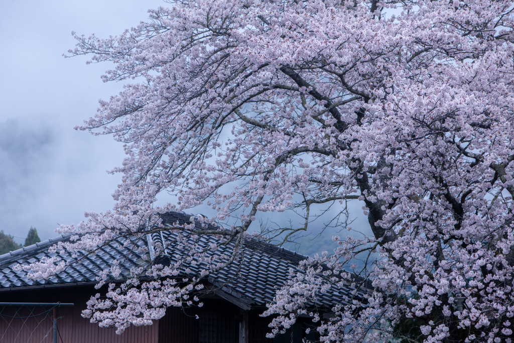 名もなき桜