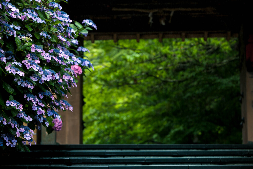 紫陽花門