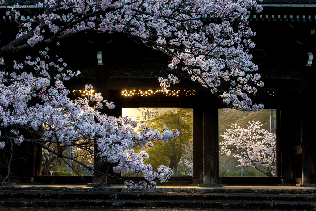 根来大門桜