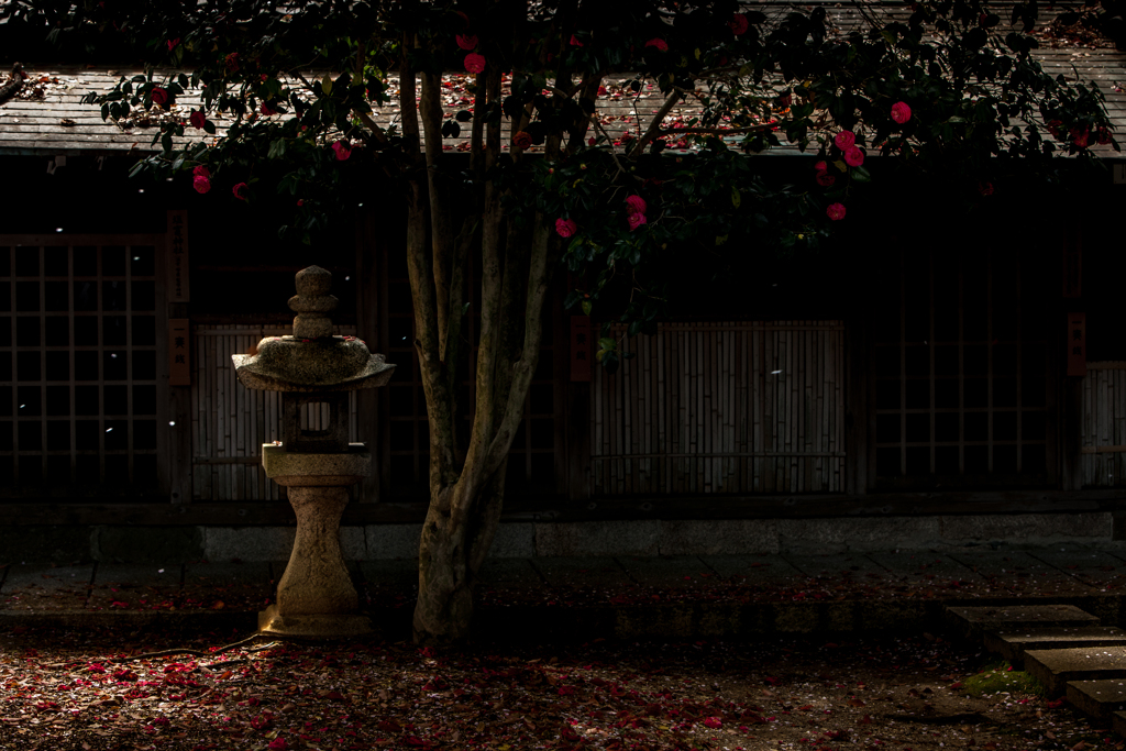 落ちる椿、散る桜