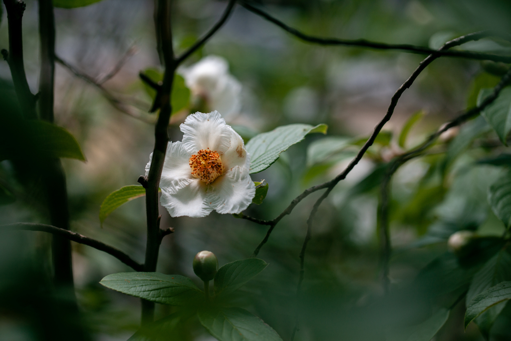 沙羅双樹の花の色