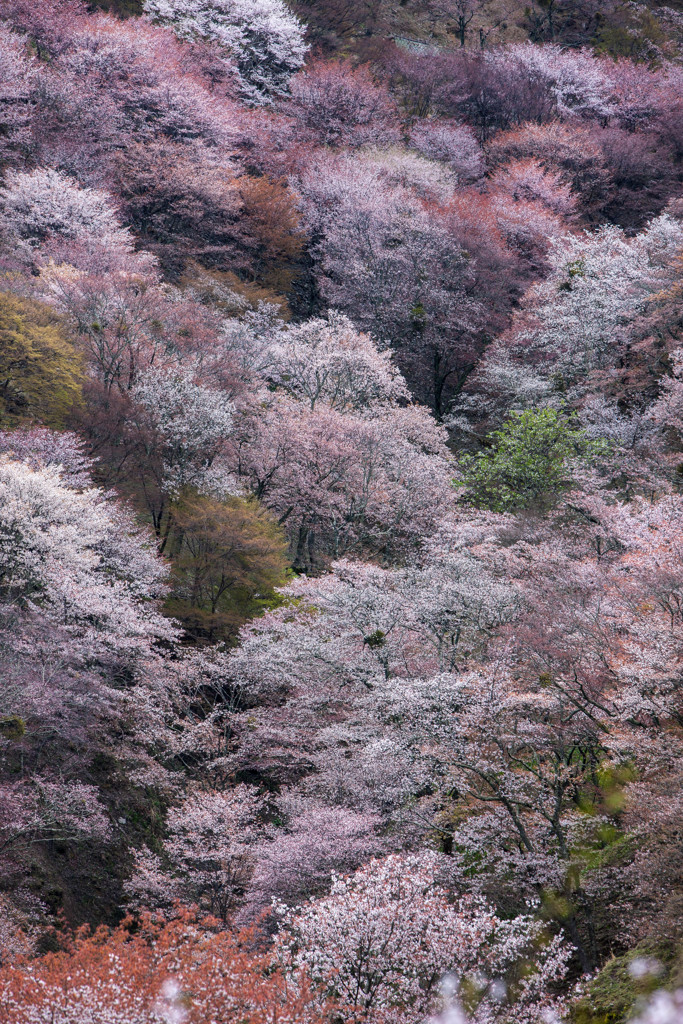 吉野滝桜