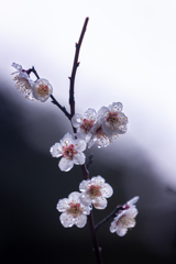 春雨と梅