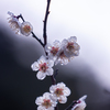 春雨と梅