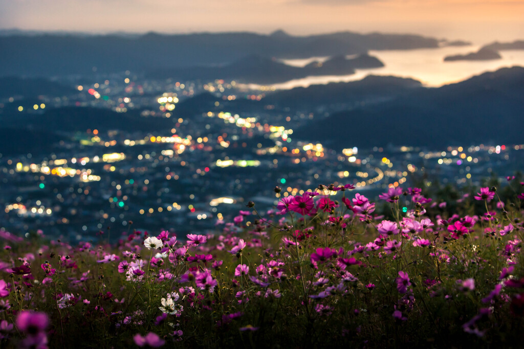 秋桜情景