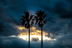 Palm tree in the sunset