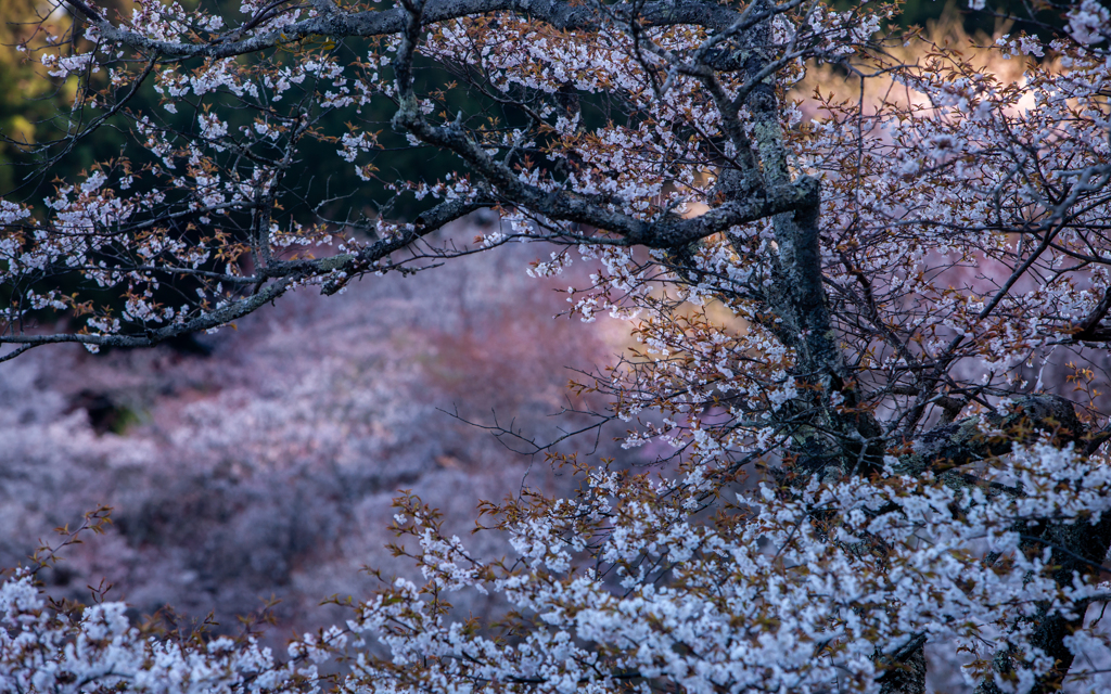 吉野山桜