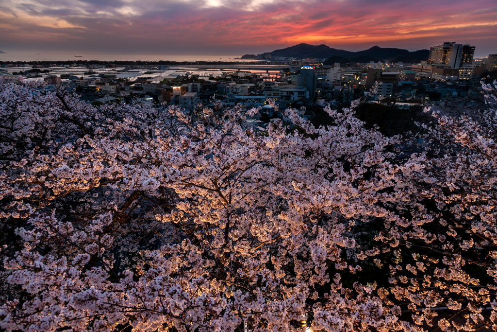 夕桜