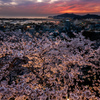 夕桜