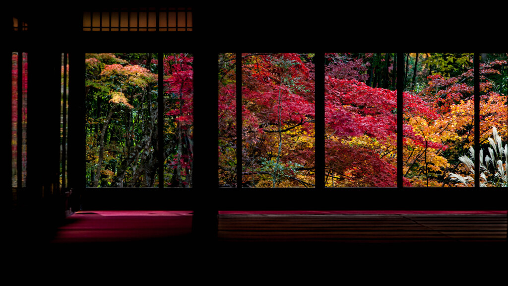 紅葉爛漫