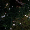 沙羅双樹の花の色