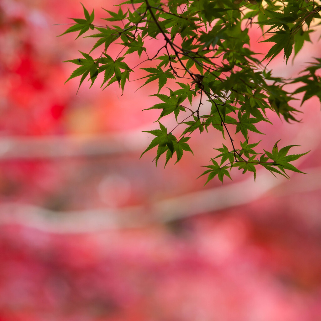 紅景