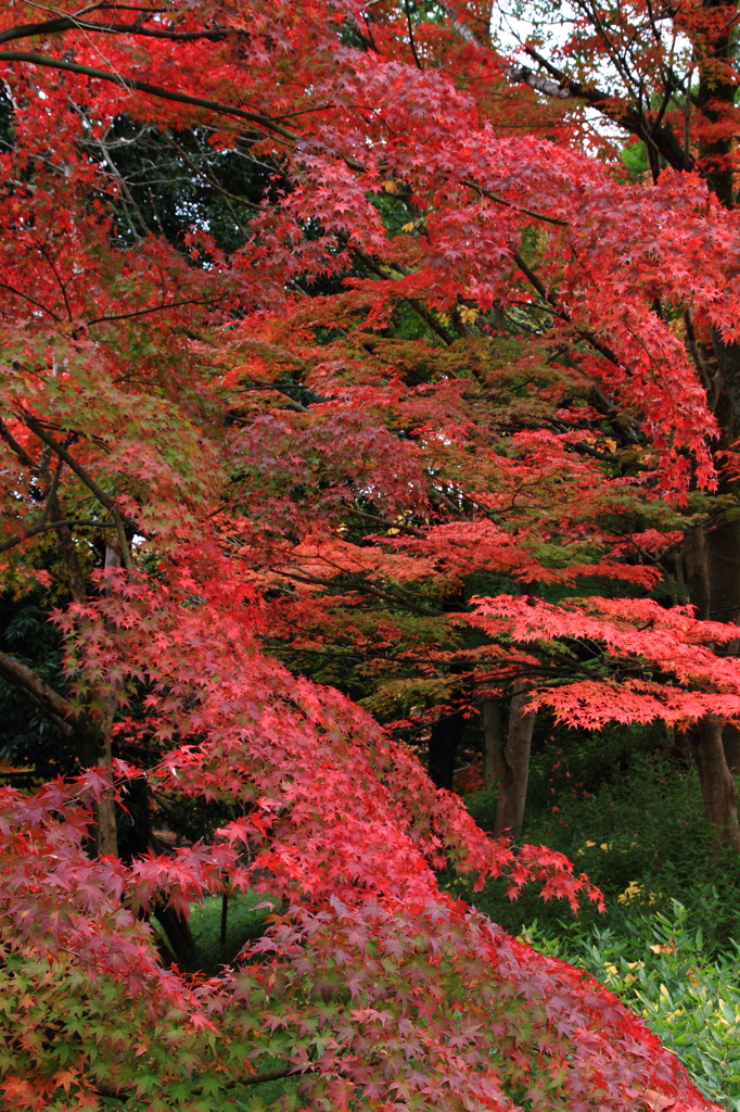 紅葉の舞
