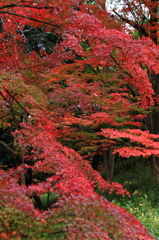 紅葉の舞