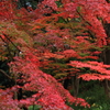 紅葉の舞