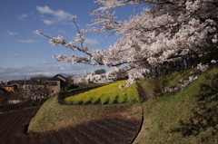 桜と菜の花