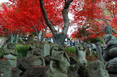 大山紅葉８