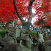 大山紅葉８