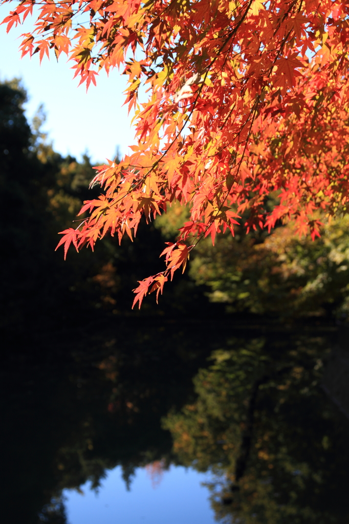 紅葉日和