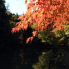 紅葉日和