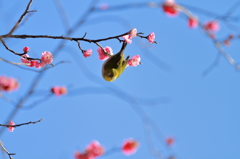曲芸師