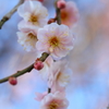 紅梅和み