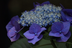 紫陽花Blue