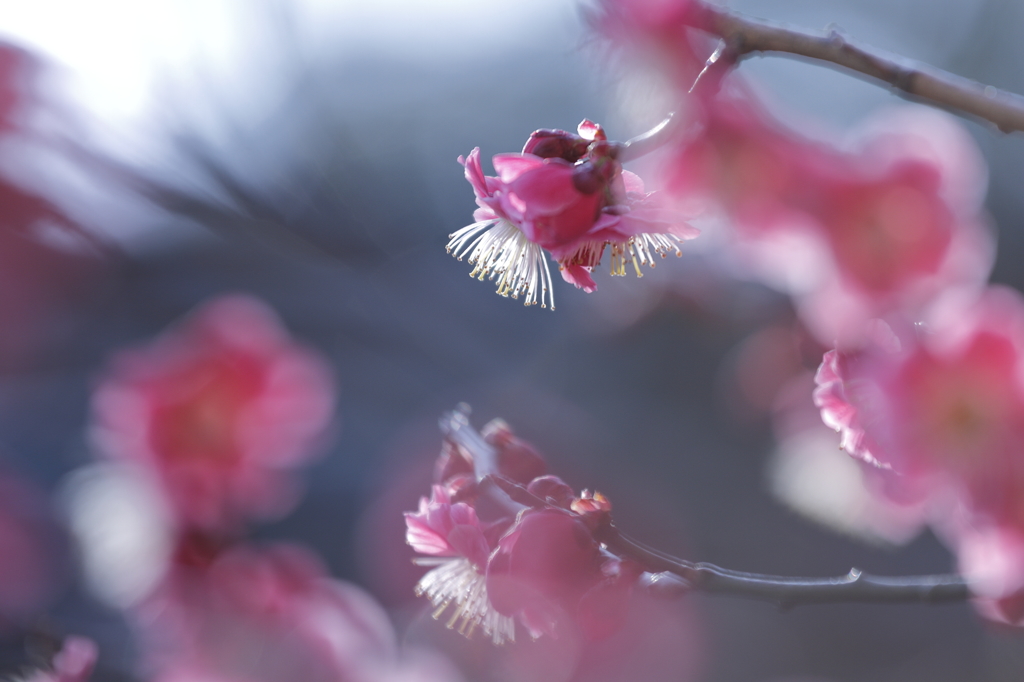 梅は咲いたか桜はまだか