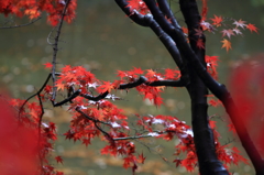 紅葉