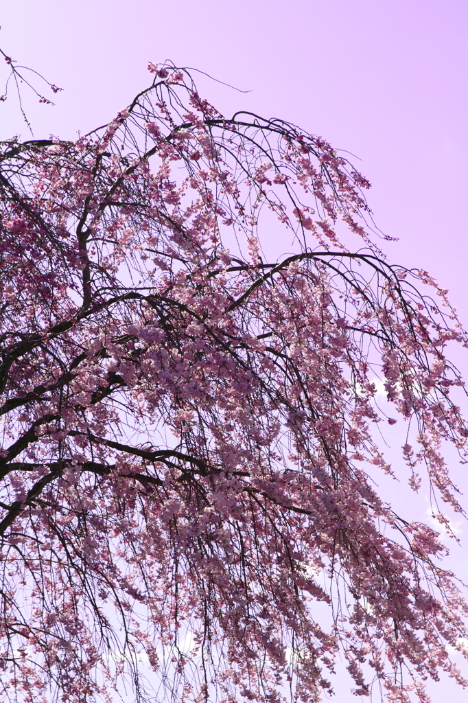 しだれ桜