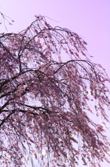 しだれ桜
