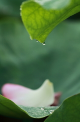 こぼれる雫