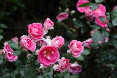 ring rose