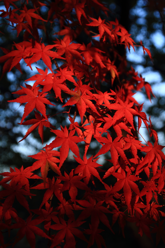 _彩光